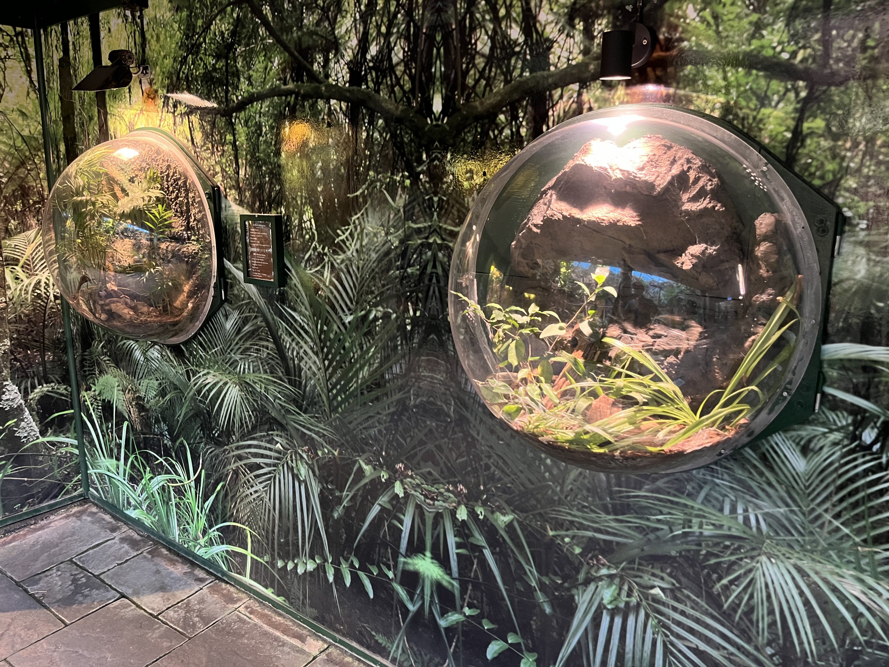 Tarantula Wall Exhibits