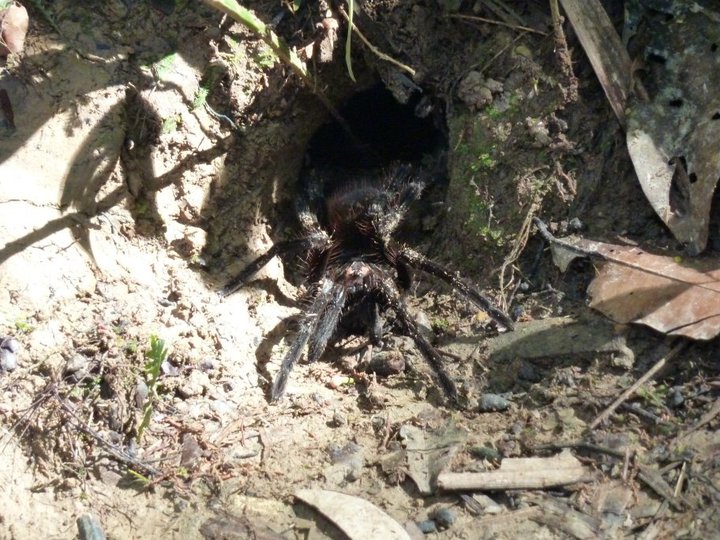 Tarantula