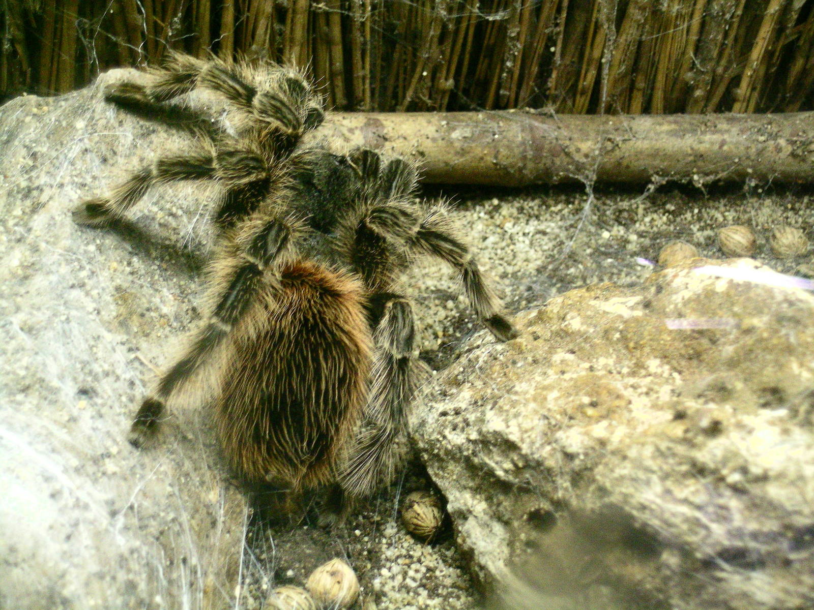 Tarantula