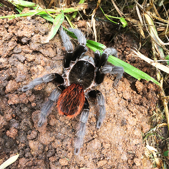Tarantula