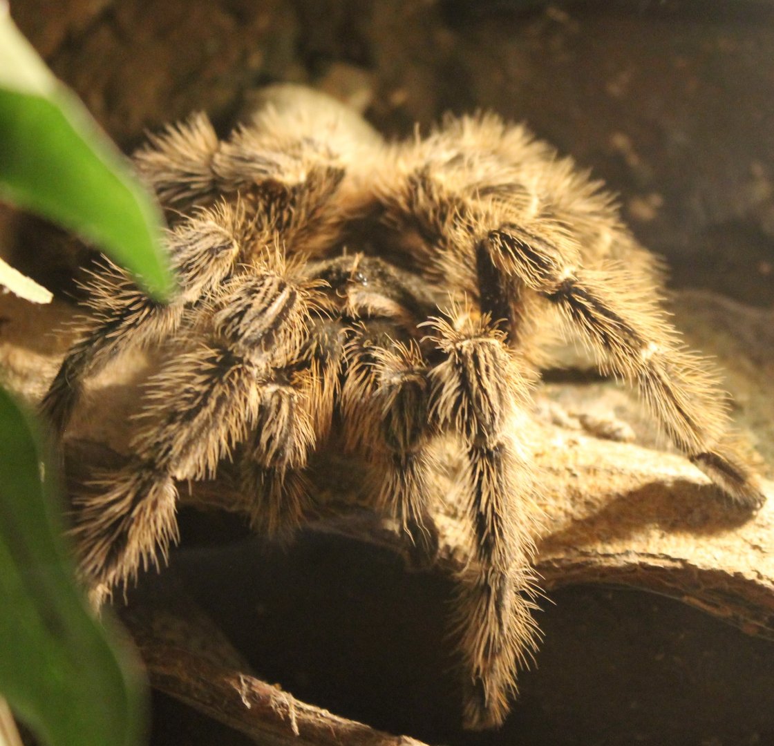 Tarantula