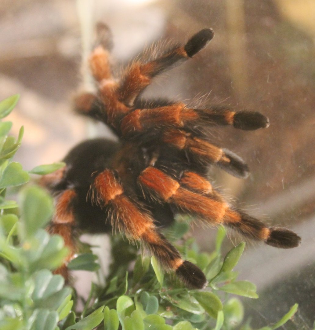 Tarantula