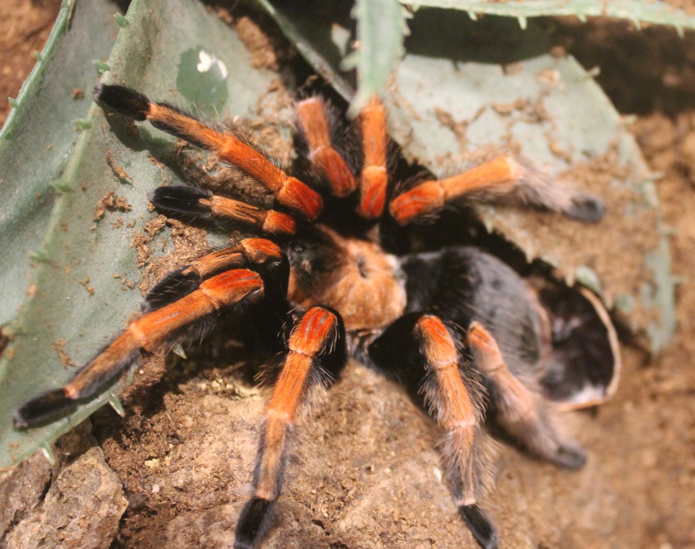 Tarantula