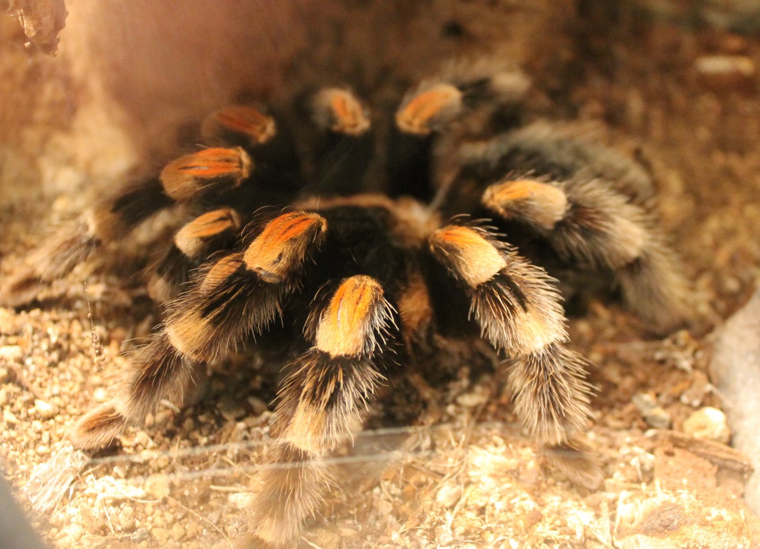 Tarantula