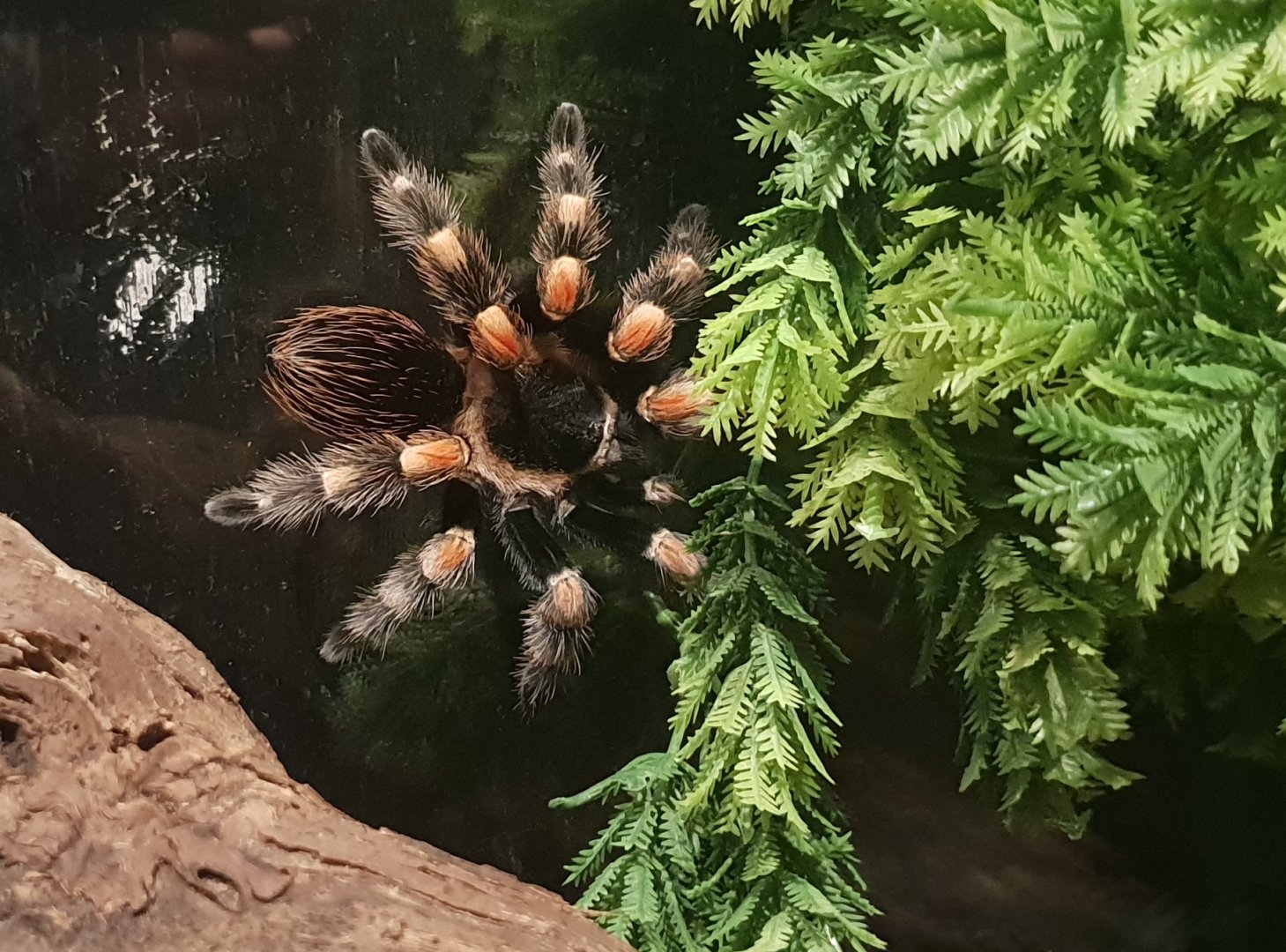 Tarantula