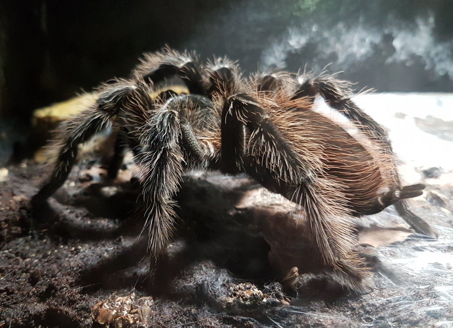 Tarantula
