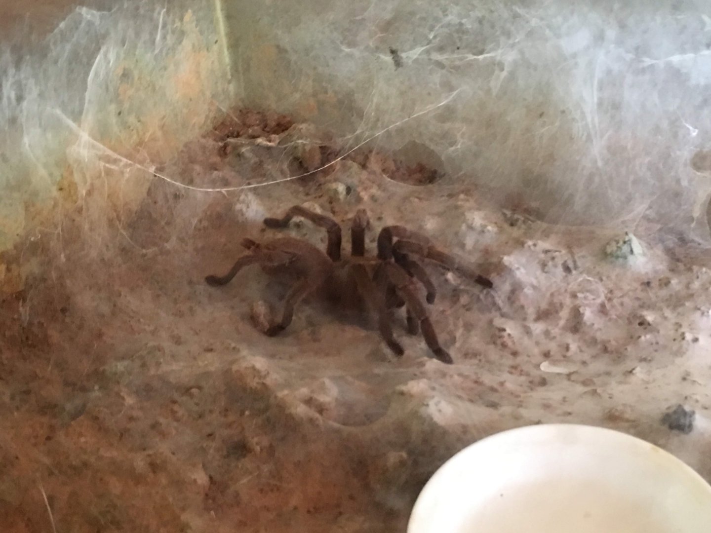 Tarantula