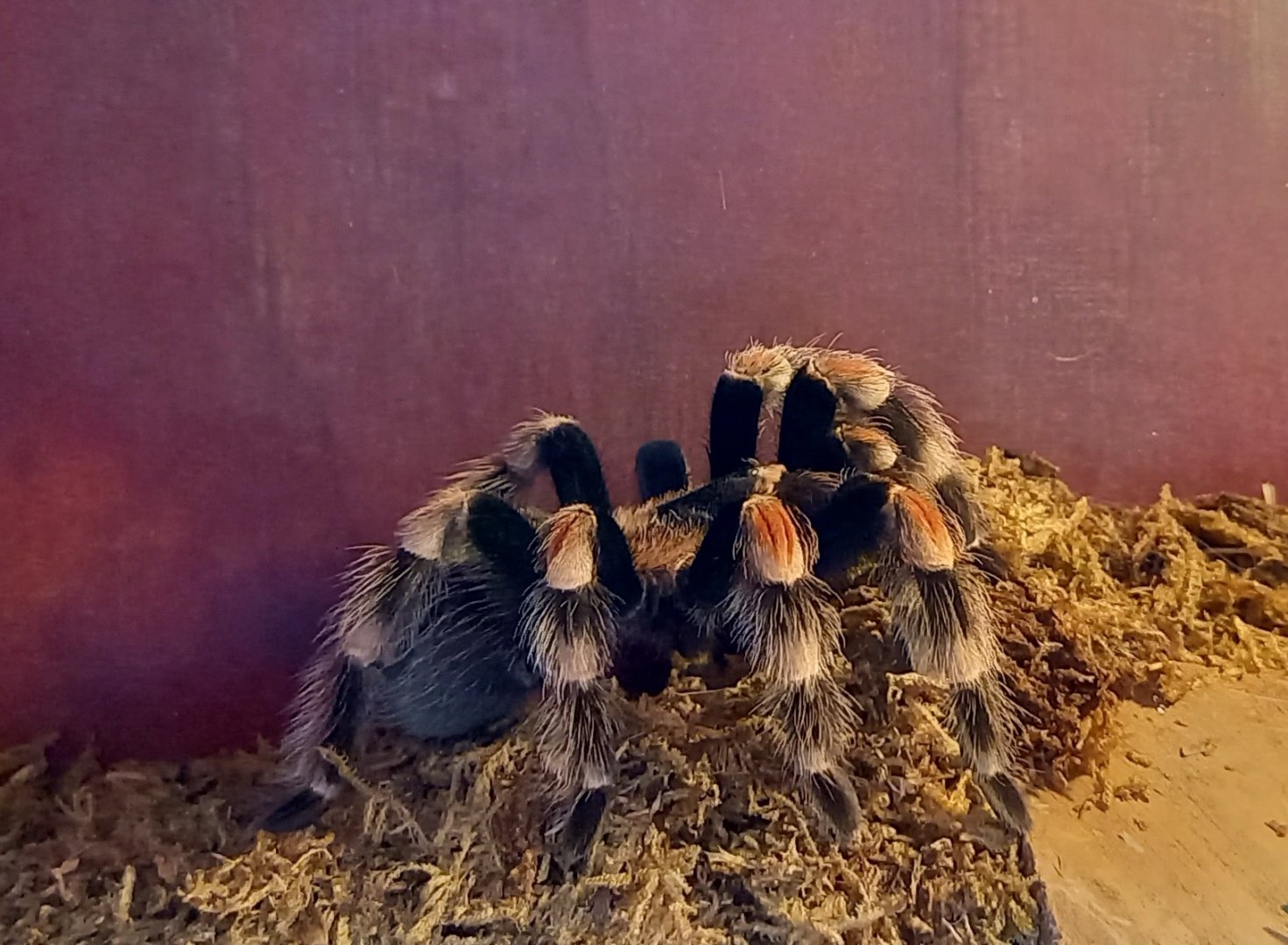 Tarantula
