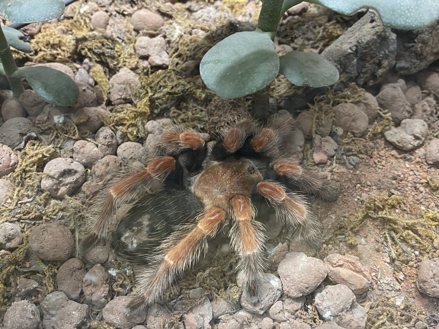 Tarantula