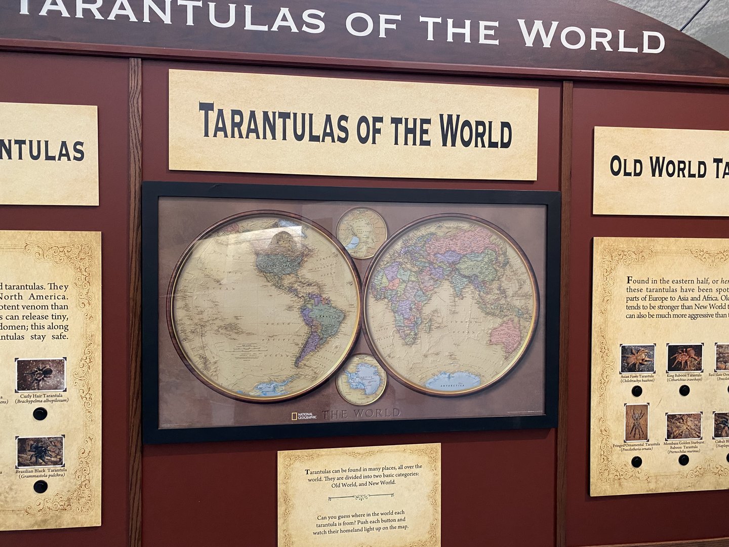 Tarantulas of the World