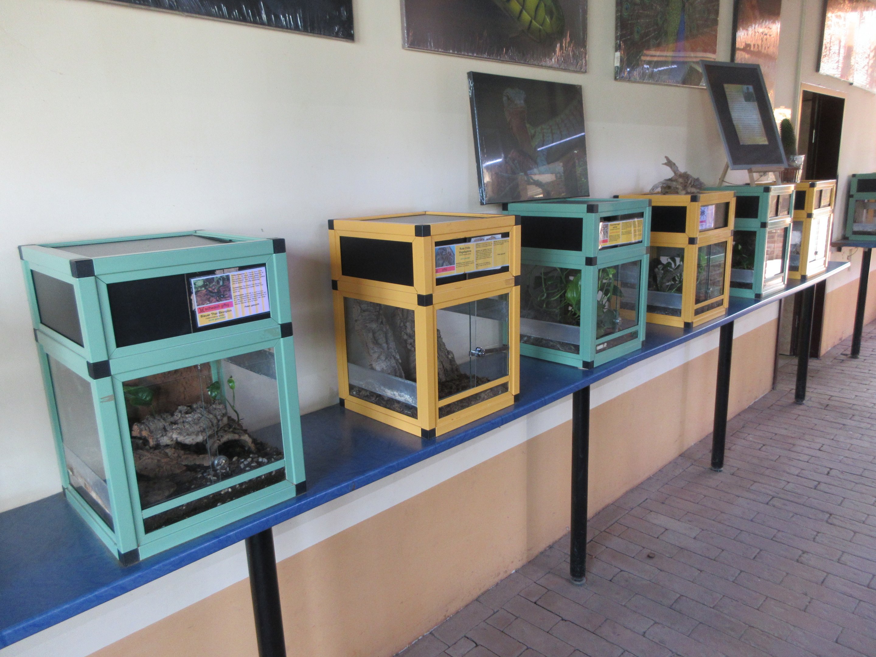 Tarantulas + Scorpions