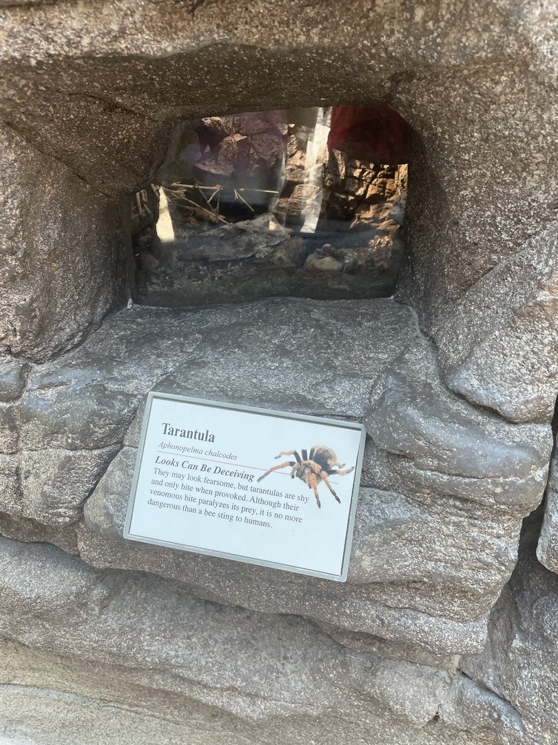 Tarantulas Terrarium
