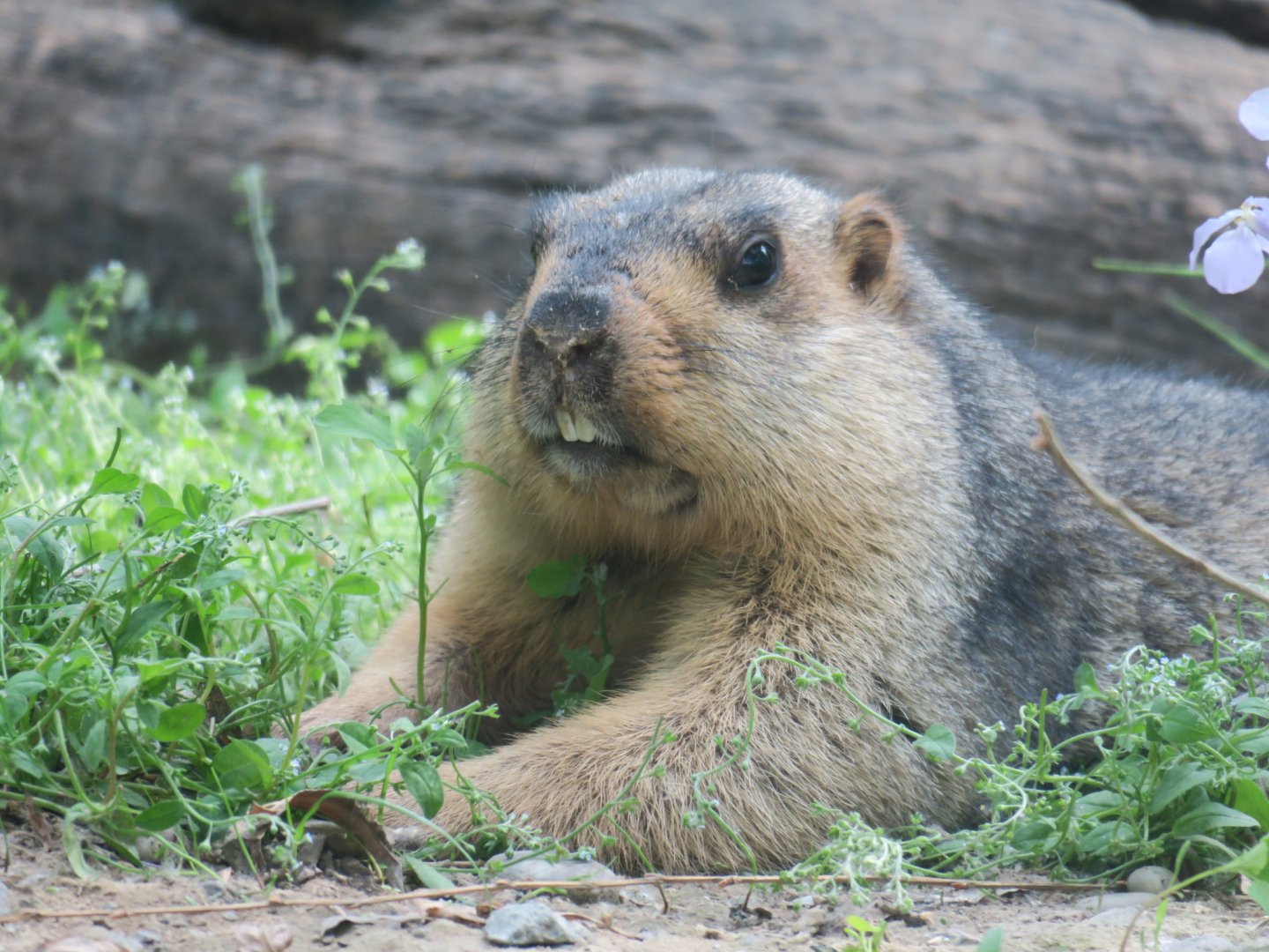 Tarbagan marmot (Marmota sibirica)