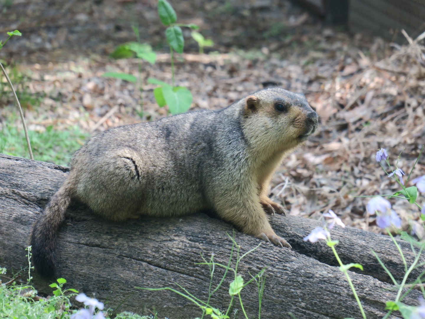 Tarbagan marmot (Marmota sibirica)