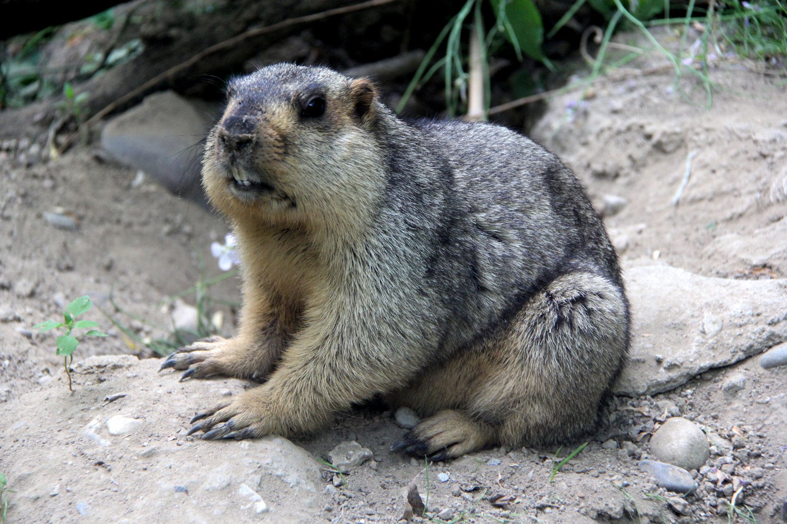 Tarbagan marmot (Marmota sibirica)