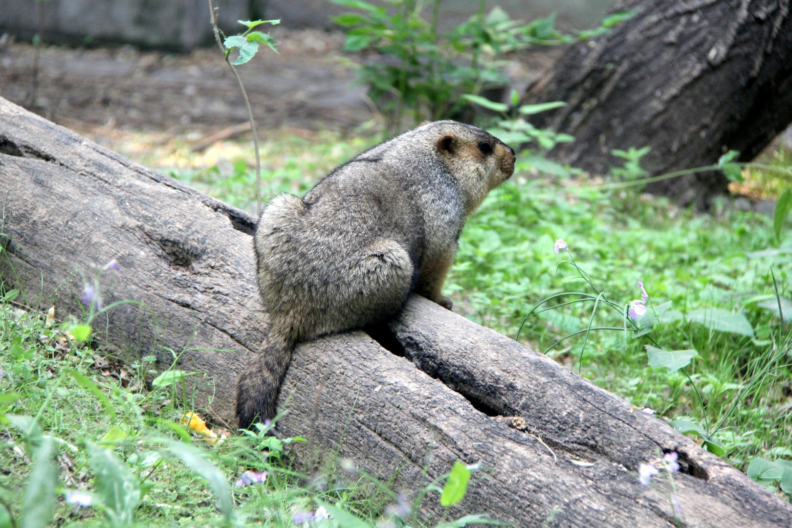 Tarbagan marmot (Marmota sibirica)