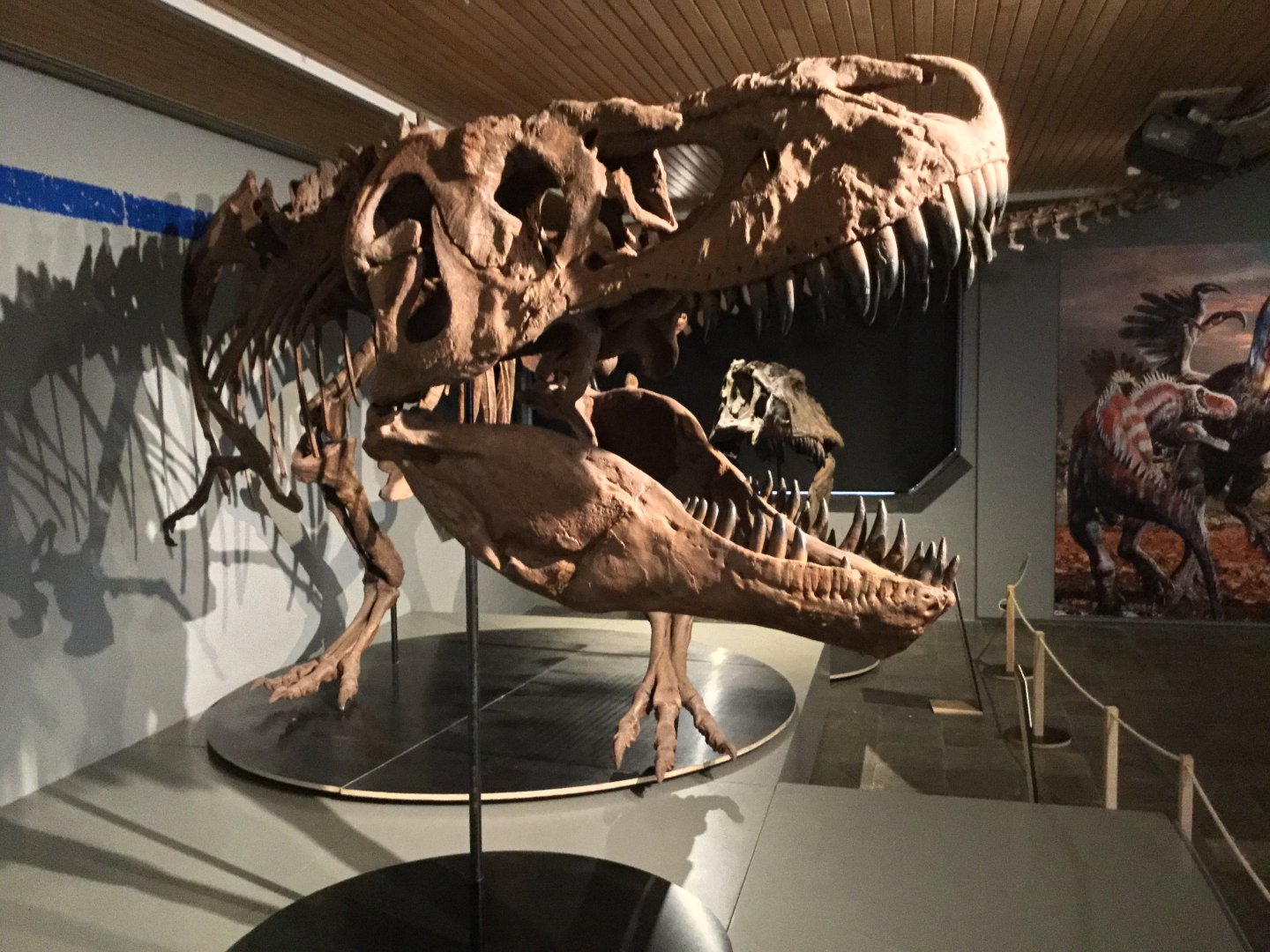 Tarbosaurus bataar (Skeleton)