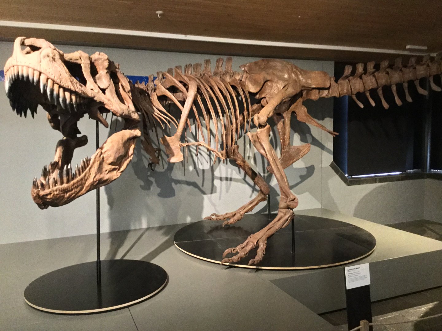 Tarbosaurus bataar (Skeleton)