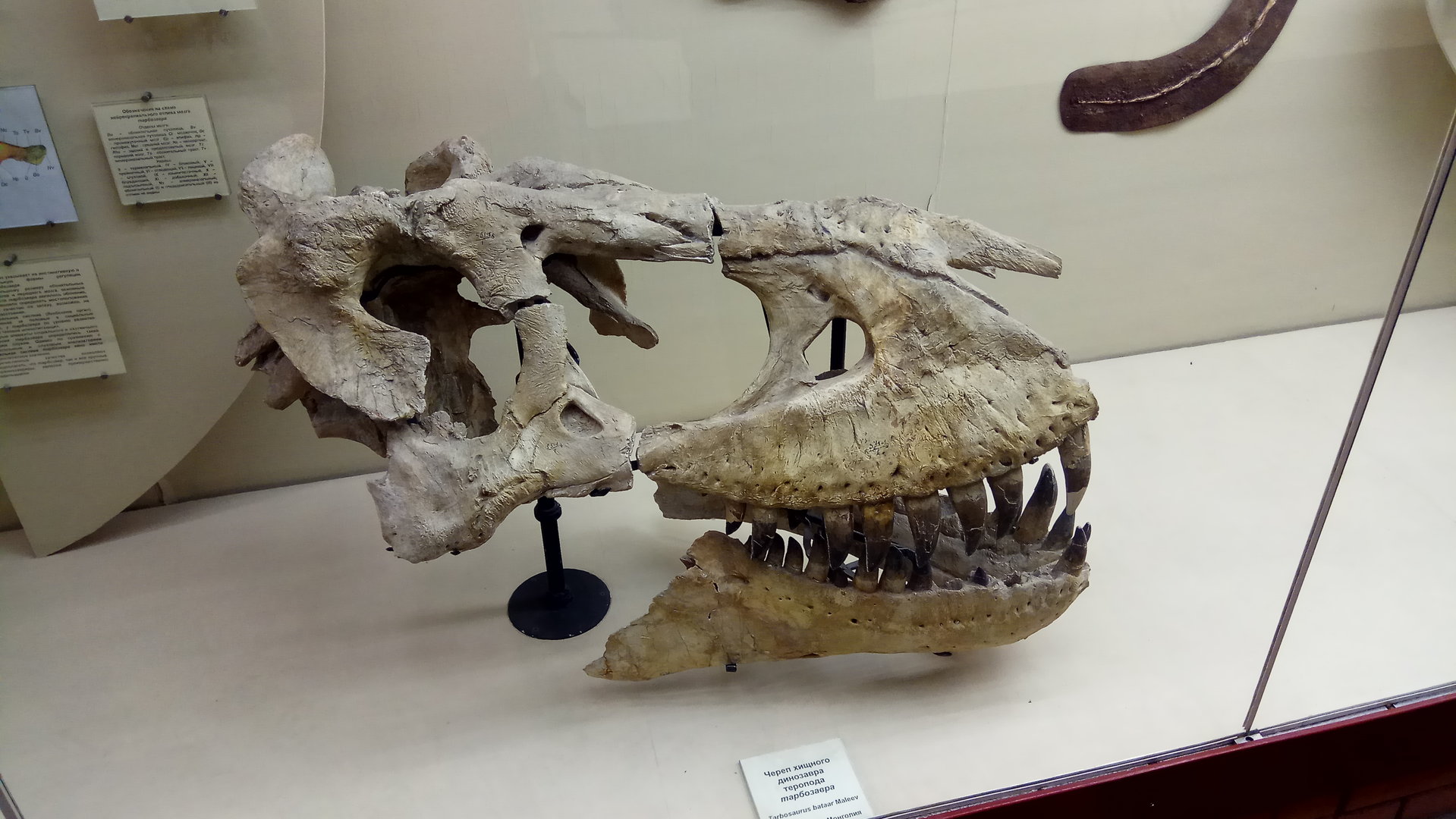 Tarbosaurus bataar skull
