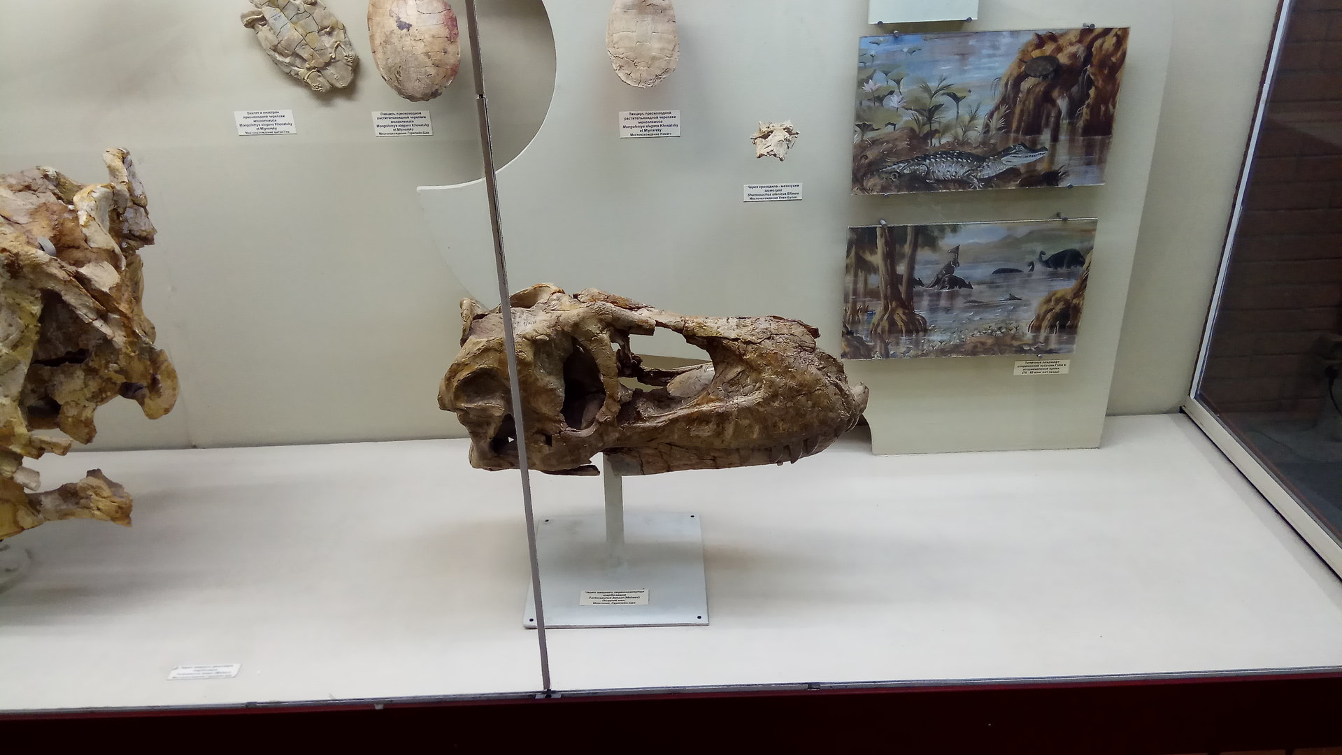 Tarbosaurus bataar skull