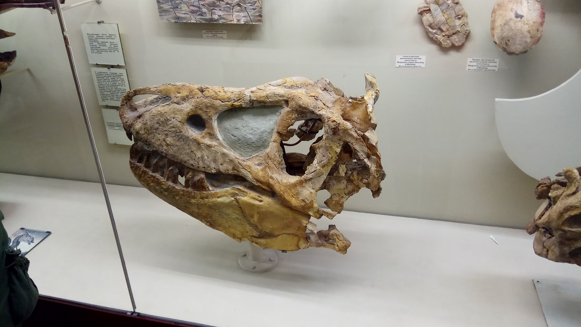Tarbosaurus bataar skull