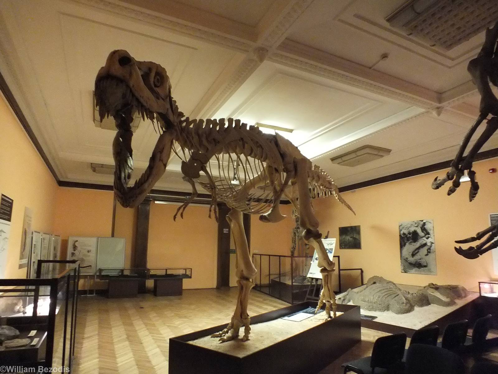 Tarbosaurus bataar - Warsaw Museum of Evolution