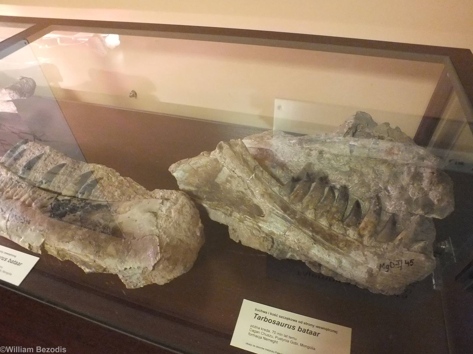 Tarbosaurus bataar - Warsaw Museum of Evolution
