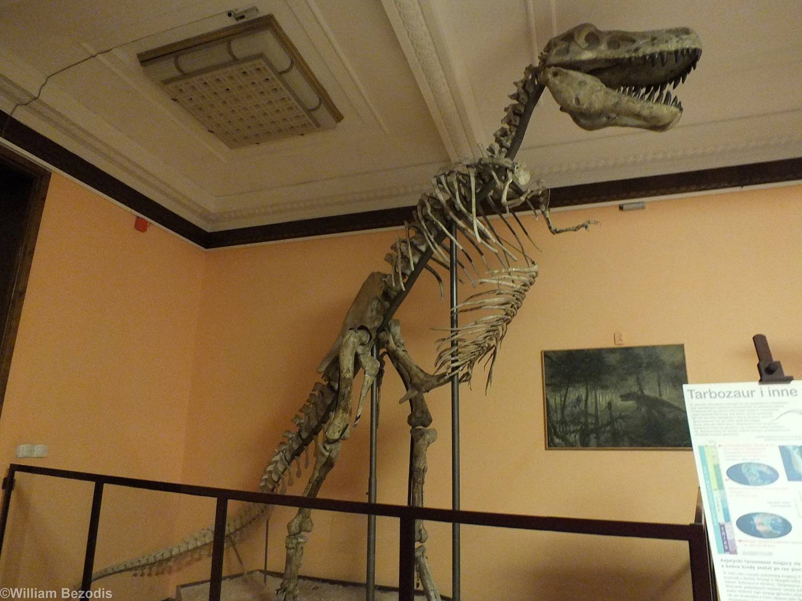 Tarbosaurus bataar - Warsaw Museum of Evolution