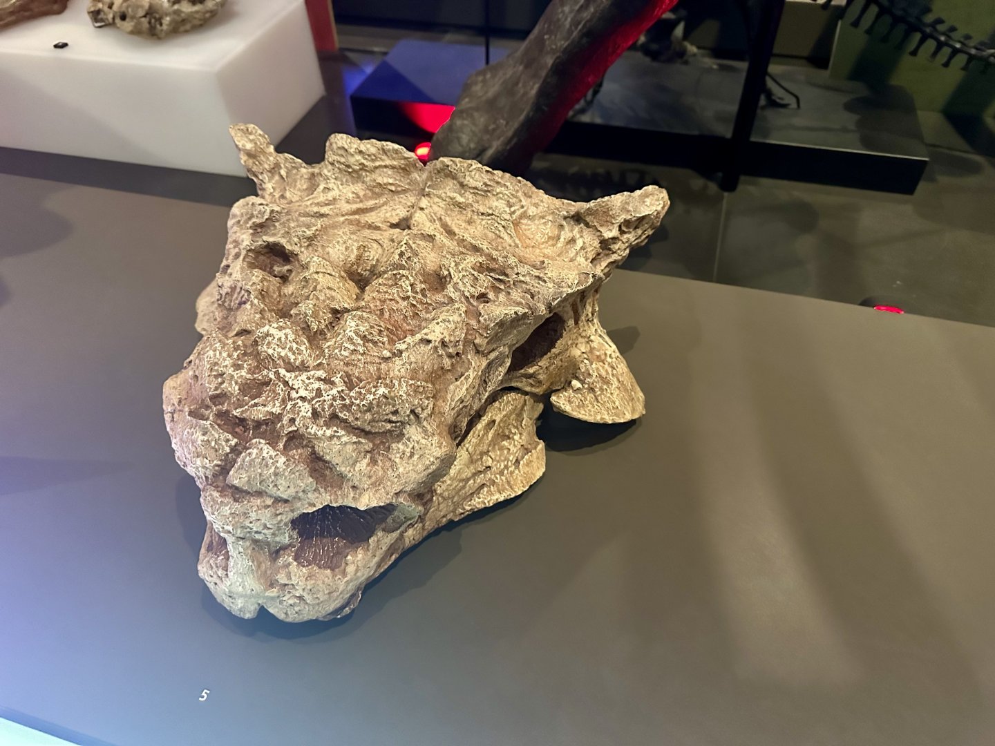 Tarchia gigantea (cast)