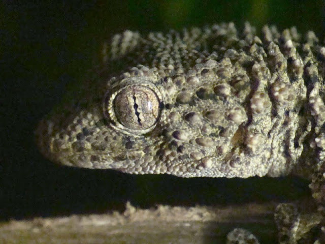 Tarentola annularis