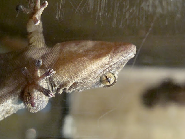 Tarentola delalandii