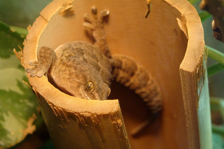 Tarentola delalandii