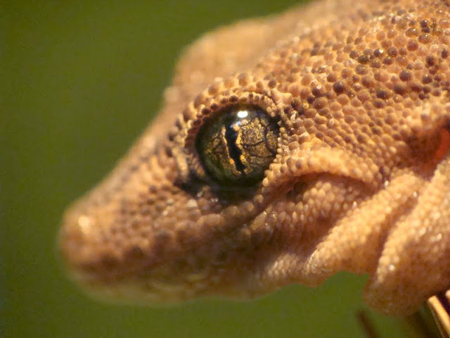 Tarentola delalandii