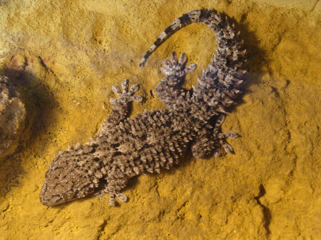 Tarentola mauritanica ???