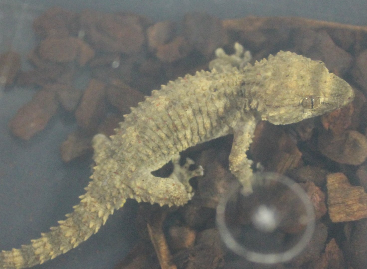 Tarentola mauritanica