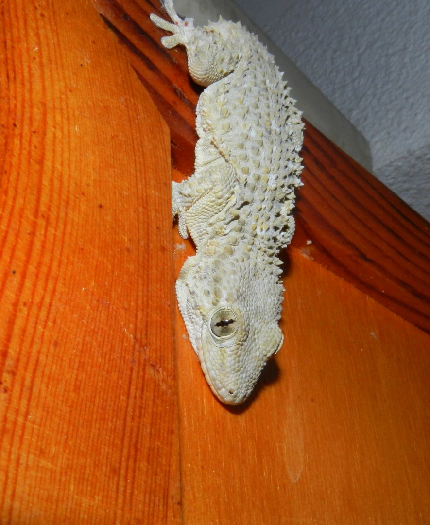 Tarentola mauritanica