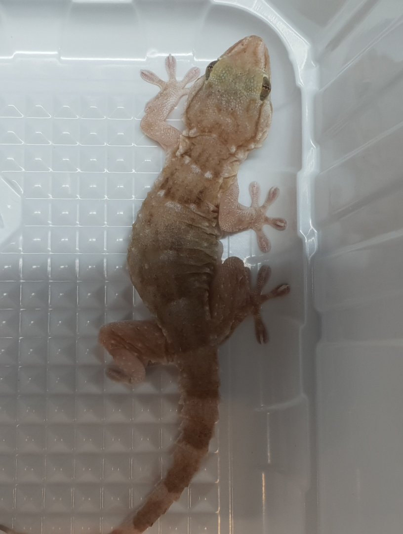 Tarentola mauritanica