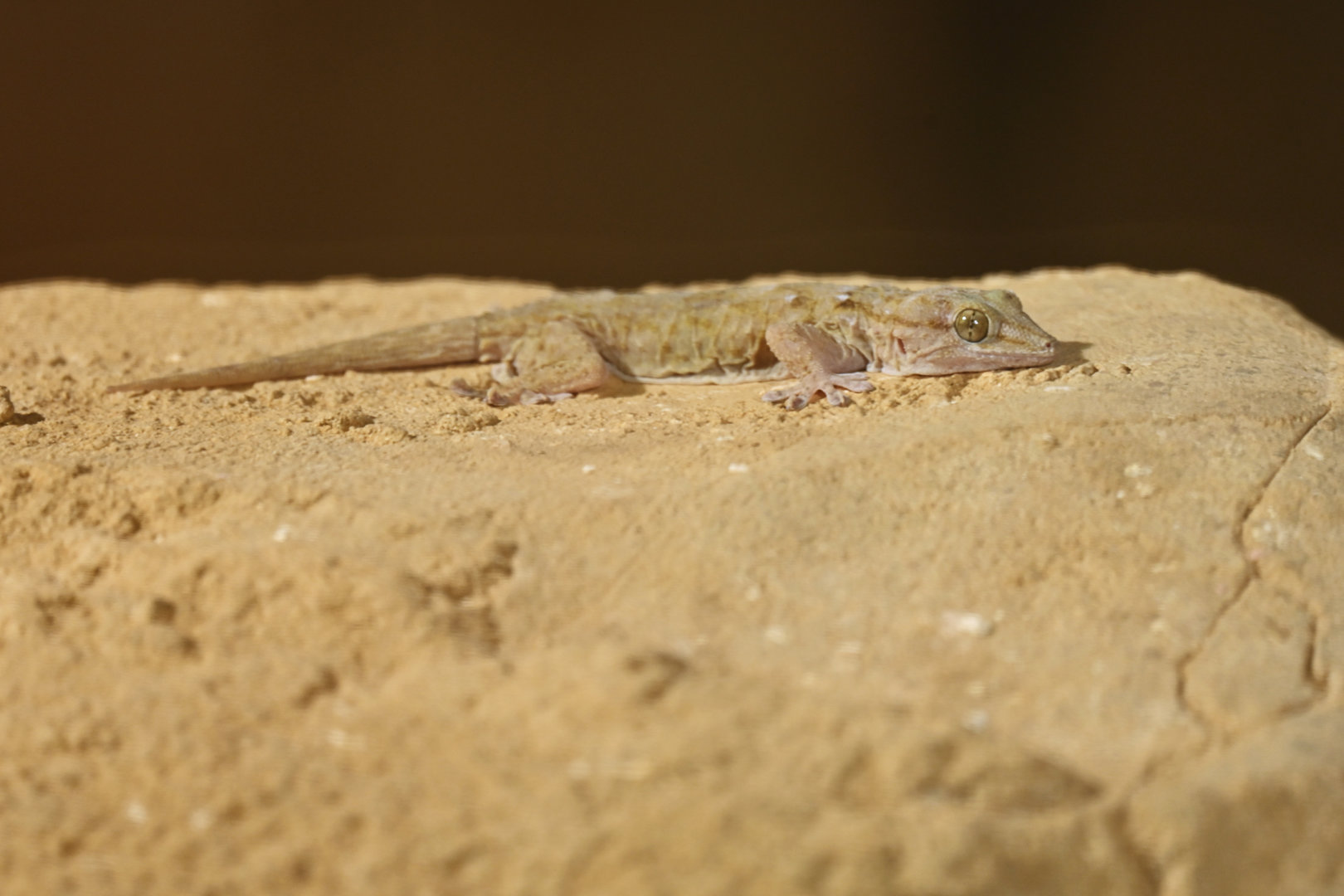 Tarentola mauritanica