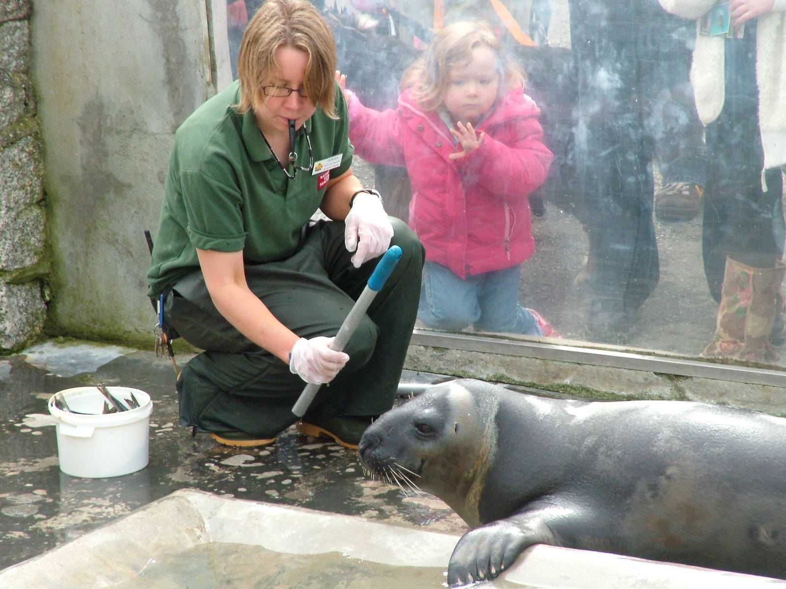 Target training a Hooded Seal at the National Seal Sanctuary 11/04/09