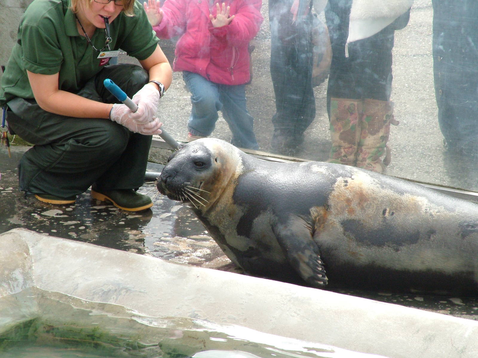Target training a Hooded Seal at the National Seal Sanctuary 11/04/09