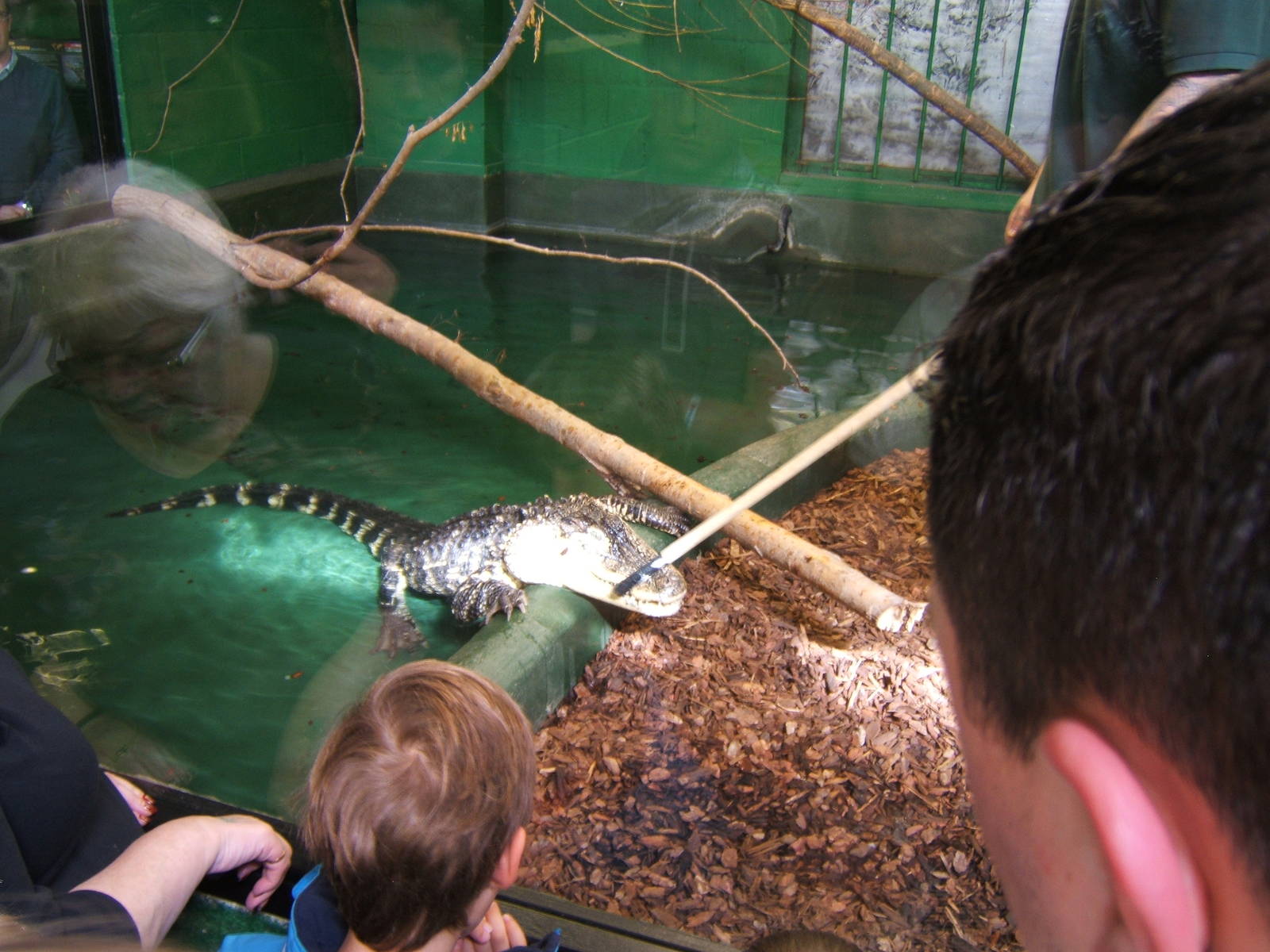 Target training an American Alligator