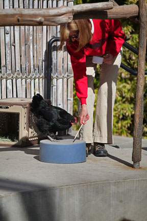 target training demo (with chicken)