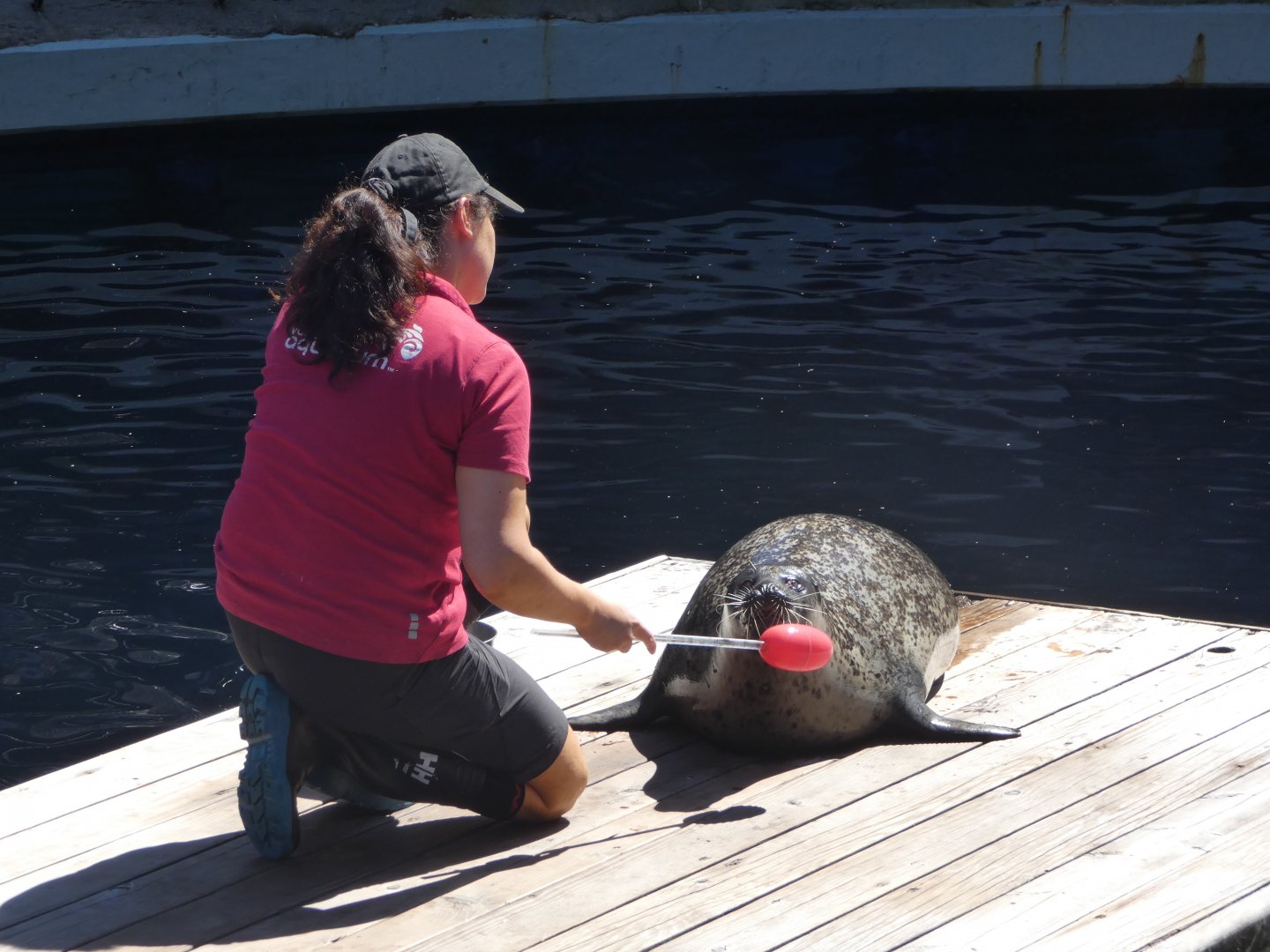 Target training (Harbour seal)