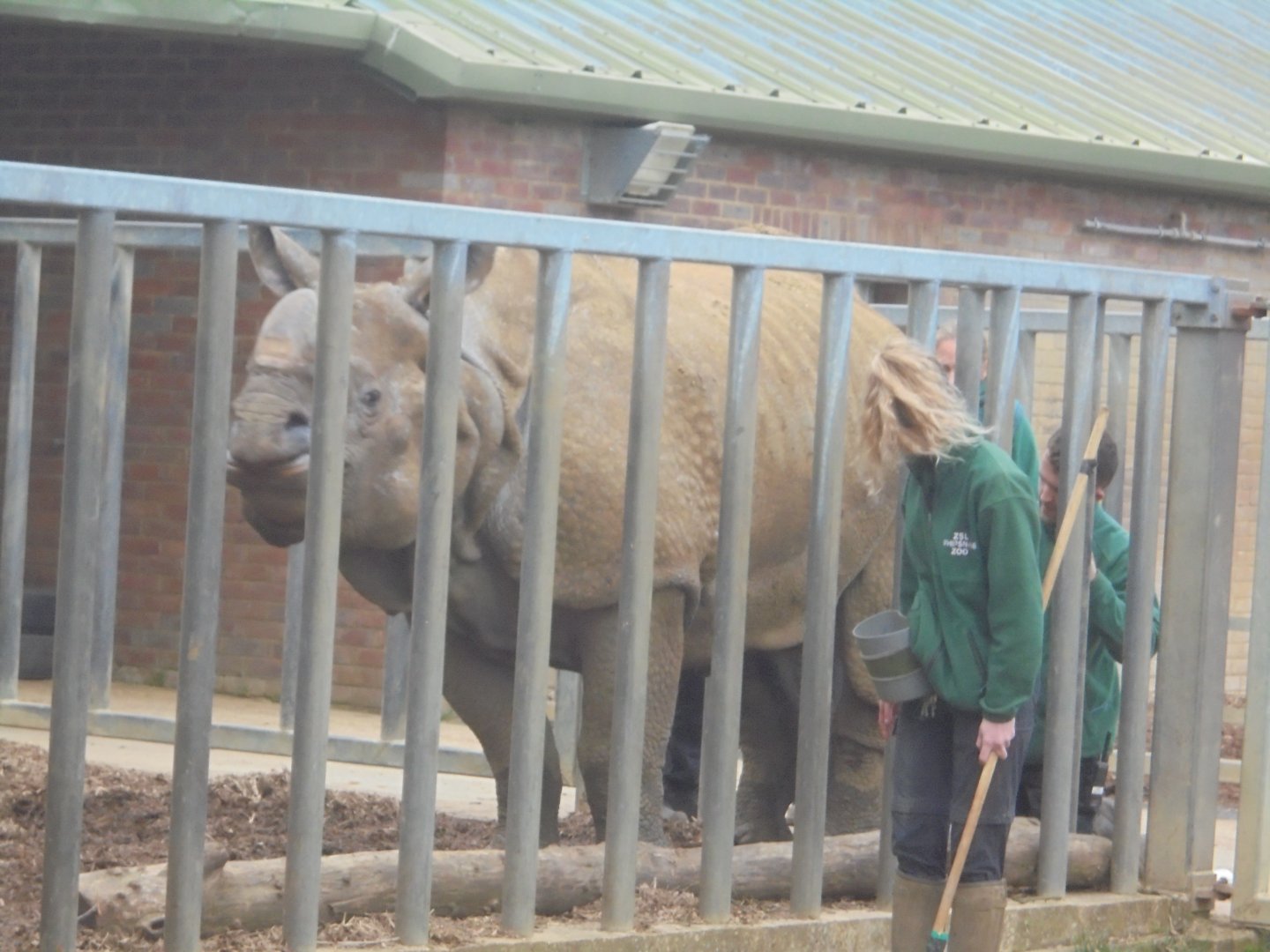 Target training Indian rhino bull Hugo.