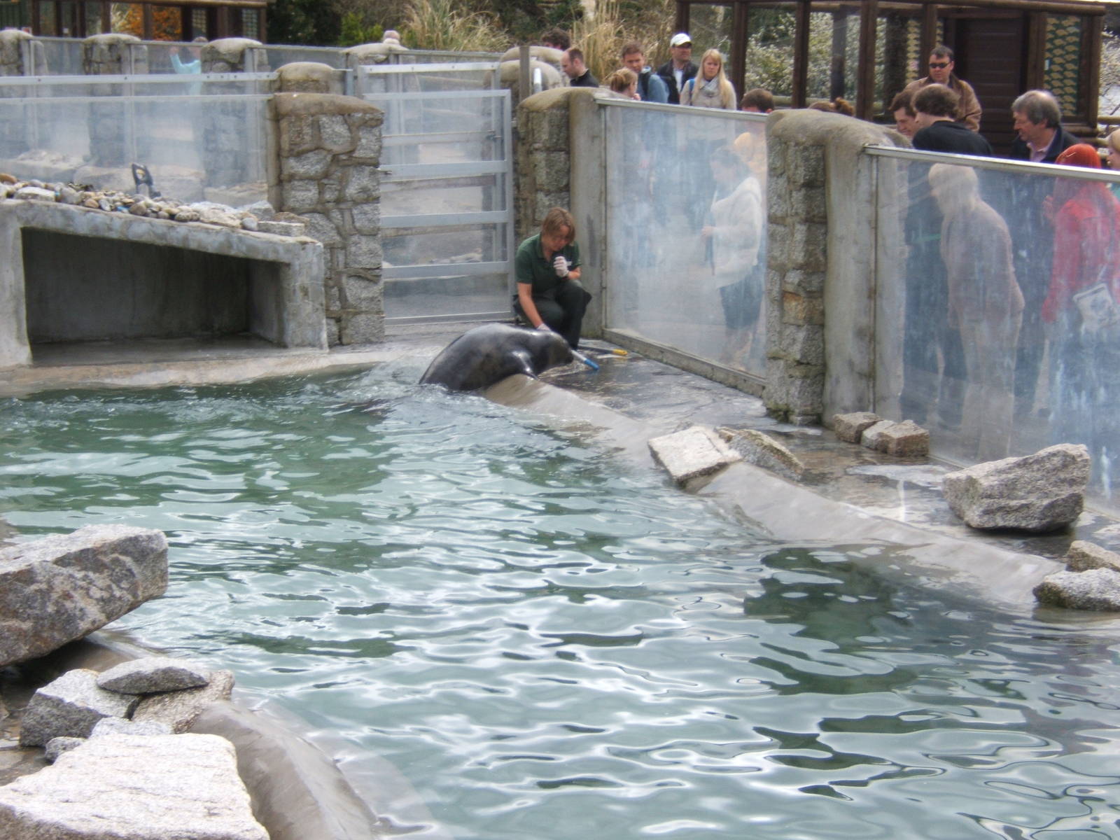 Target training the Hooded Seal