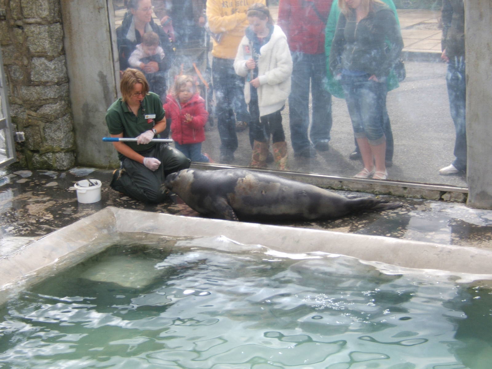Target training the Hooded Seal