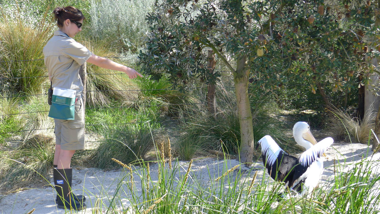 Target training the Pelican