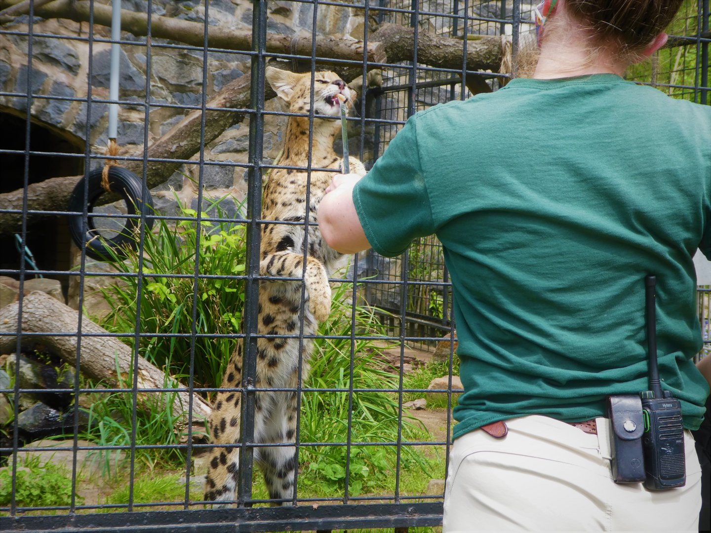 Target Training with Savannah the Serval