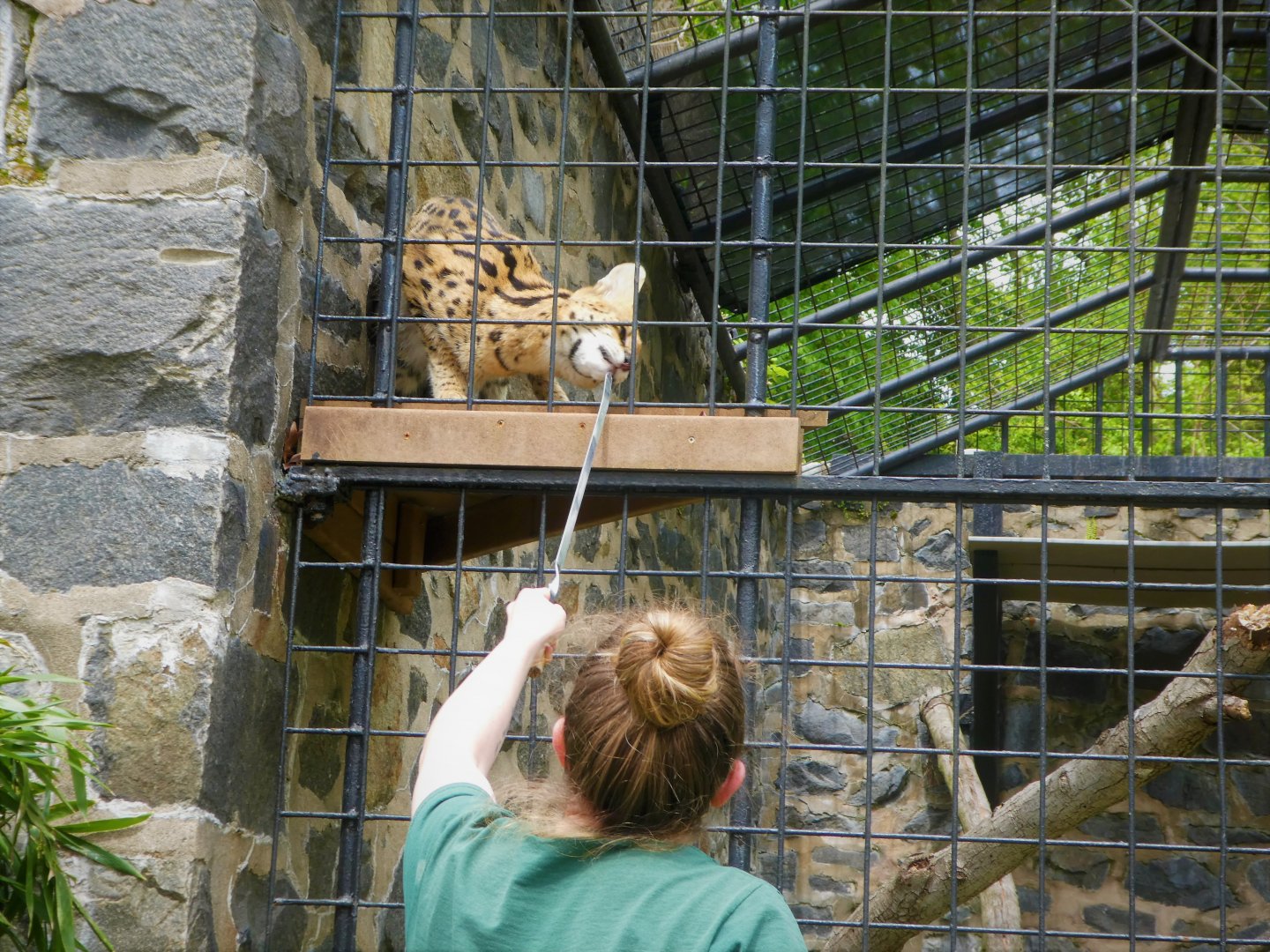 Target Training with Savannah the Serval