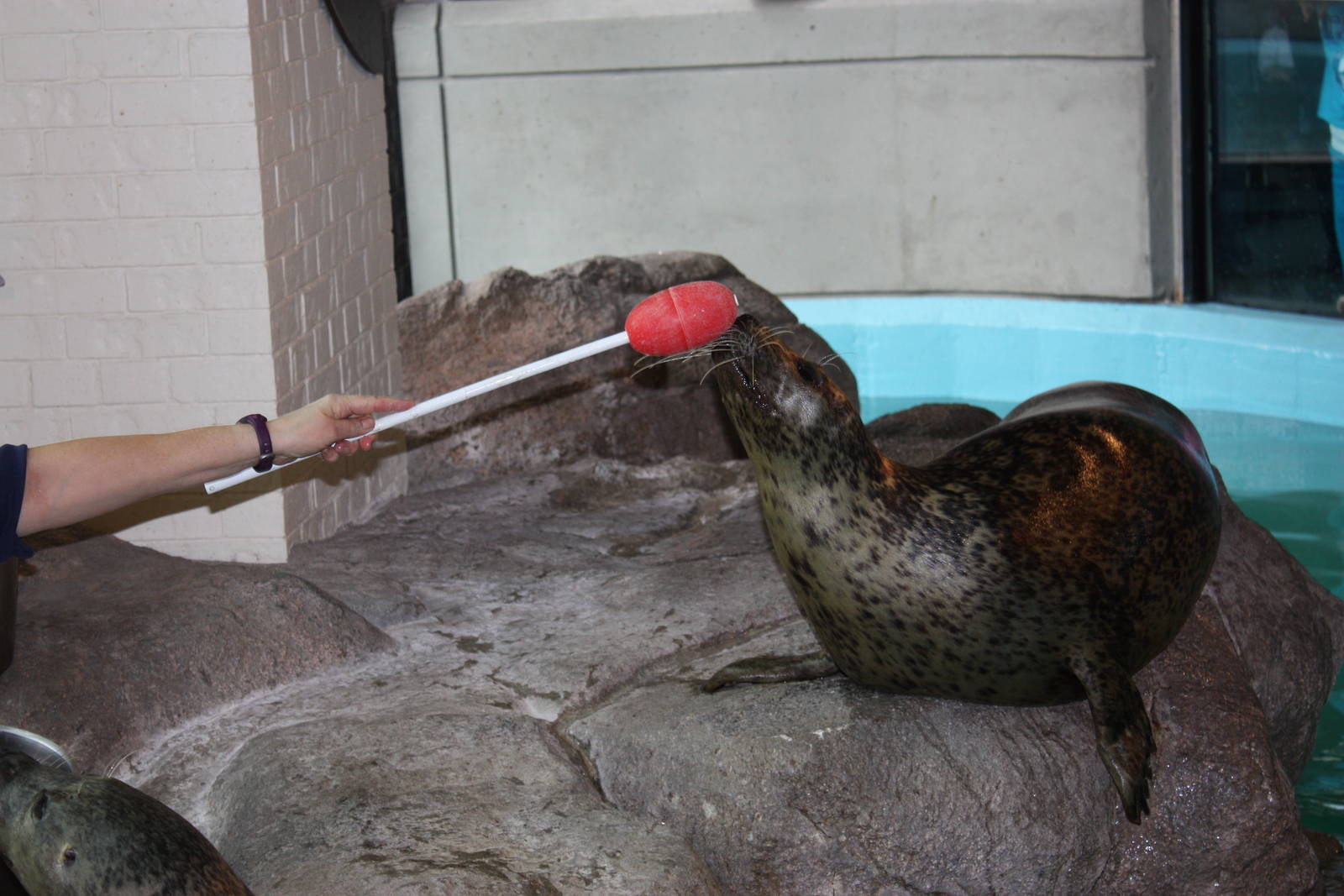 Target Training with Tillie